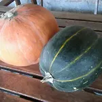 Il Bacucco Farma *