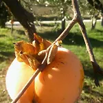 Farmház Il Bacucco Montecarotto