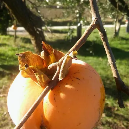 Alloggio per agriturismo Il Bacucco Montecarotto