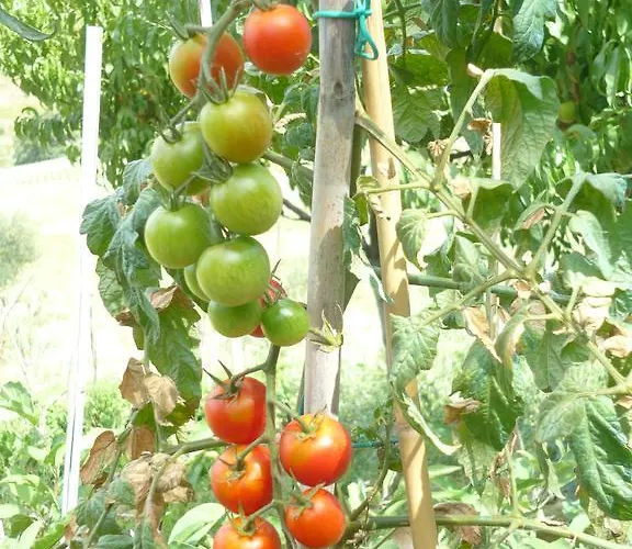 Agriturismo Il Bacucco